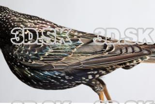 Starling-Sturnus vulgaris 0022